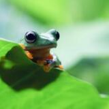 【仮想通貨】ペペコイン（PEPE）今後どうなる？将来性や購入できる取引所を解説